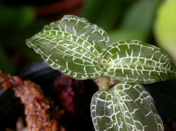 Anoectochilus formosanus
