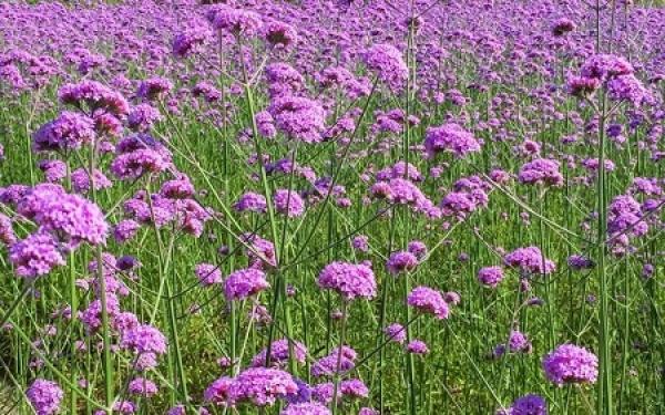 Nice looking verbena