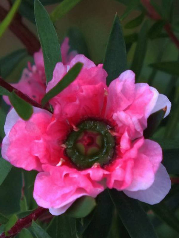 Gorgeous Red Pine Plum