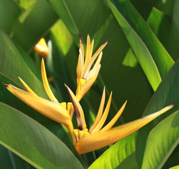Heliconia plant