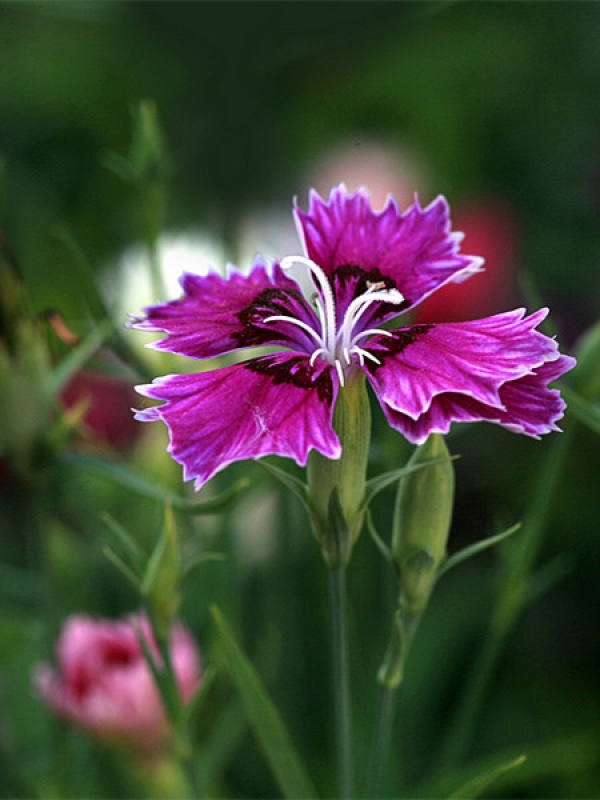 brocade and carnation brocade and carnation