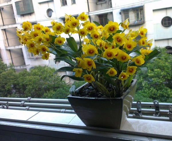 Potted Dendrobium chrysotoxum