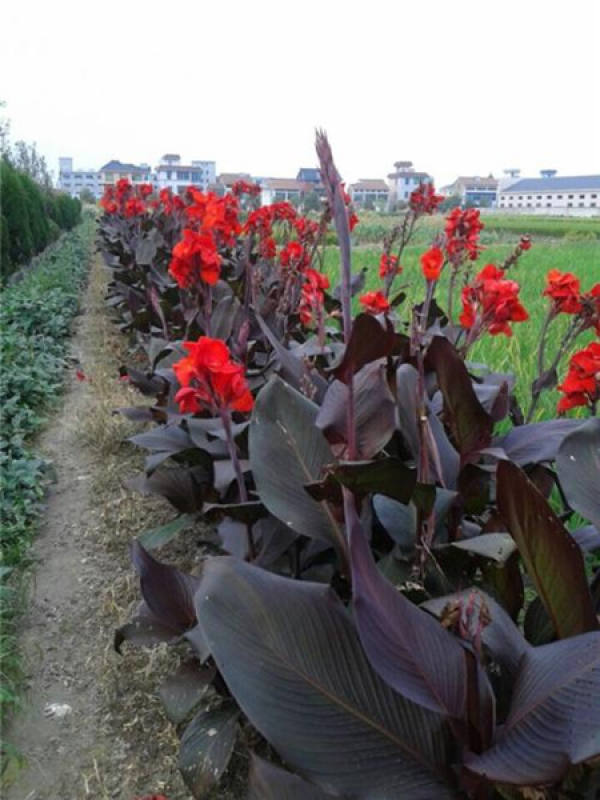 Beautiful Purple Leaf Canna