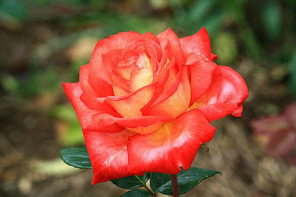 perfume roses