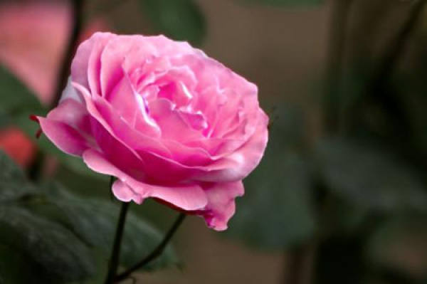 perfume roses