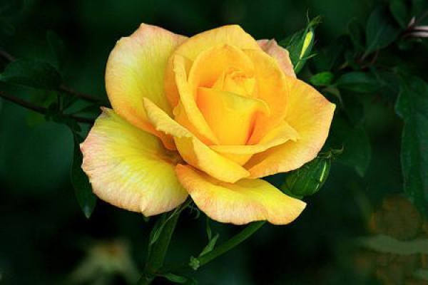 Perfume rose of flower and color