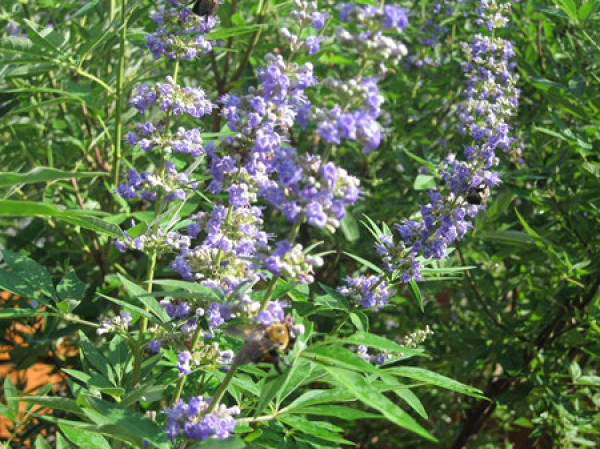 Vitex negundo