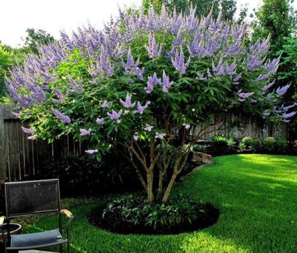 Vitex negundo