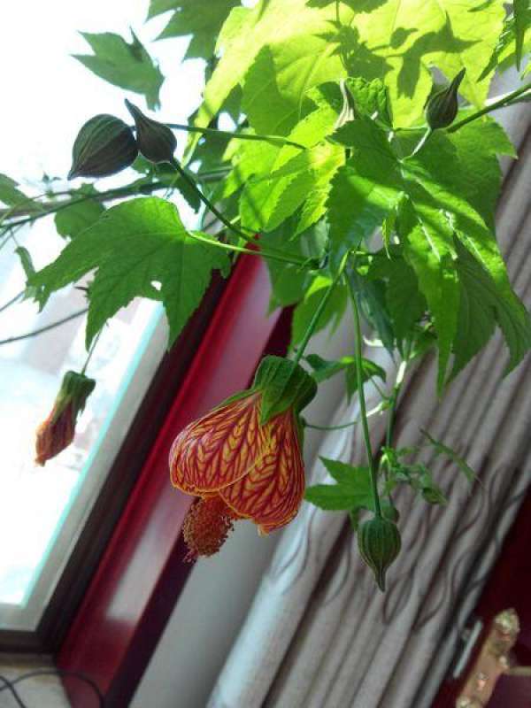 Psammosilene bungei plant