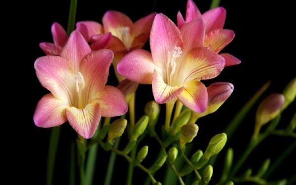 Freesia plant