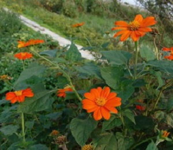 Lovely Tithonia.