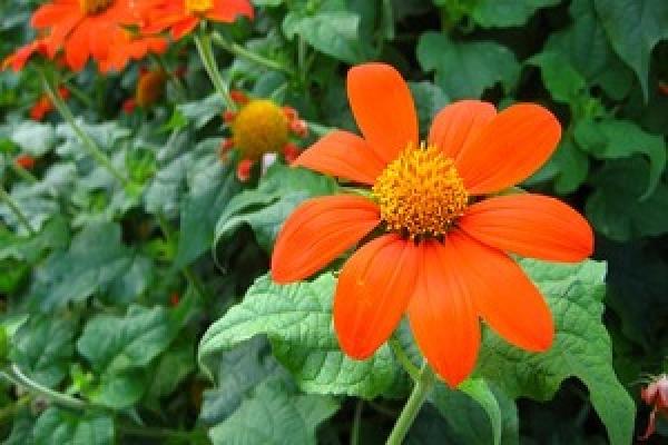 A good-looking Tithonia