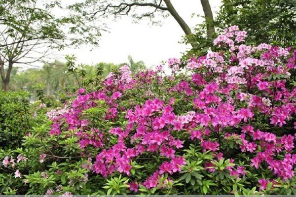 Splendid azalea