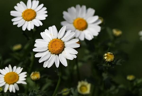 white crystal chrysanthemum