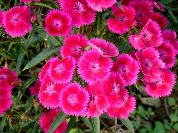 The flowers of the eversummer pink