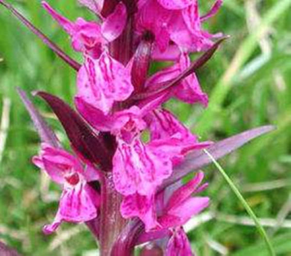 Plant of Orchis latifolia