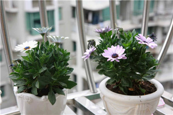 Potted blue chrysanthemum