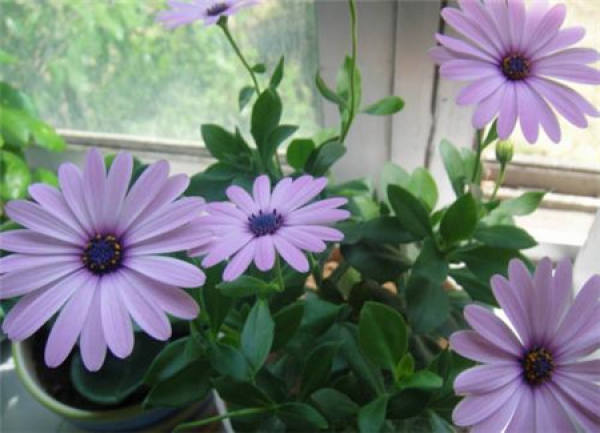 Blue eye chrysanthemum potted