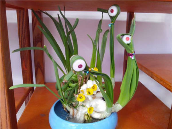 Narcissus