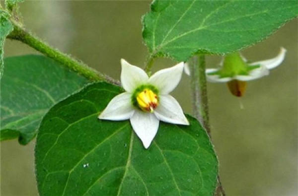 The little flowers of the red thread