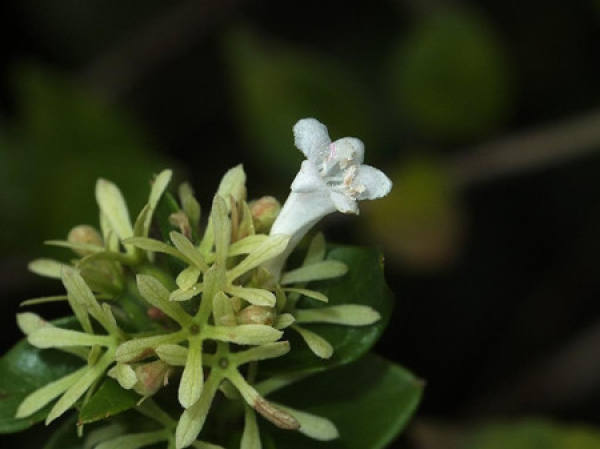 Flowering branches of glutinous rice strip