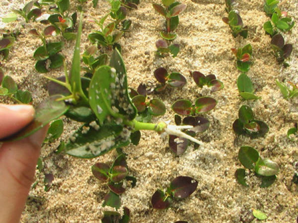 The leaves of iron jasmine
