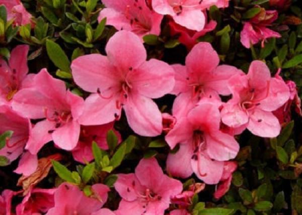 Beautiful Gaoyue Rhododendron