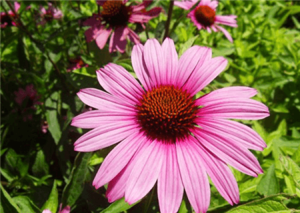 Beautiful Purple Echinacea