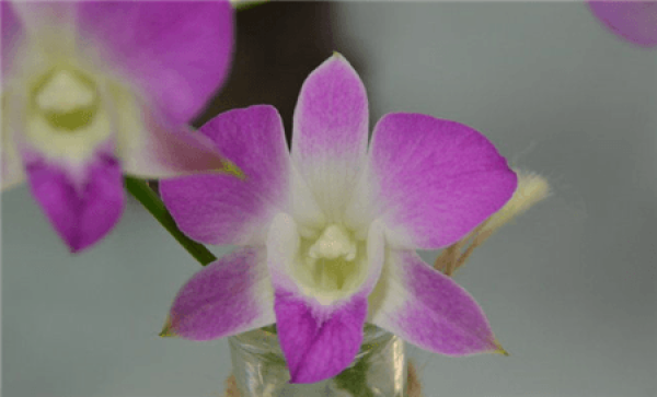 Beautiful butterfly Dendrobium