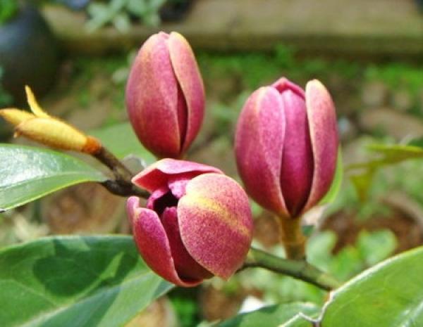 Beautiful Michelia with Purple Flower