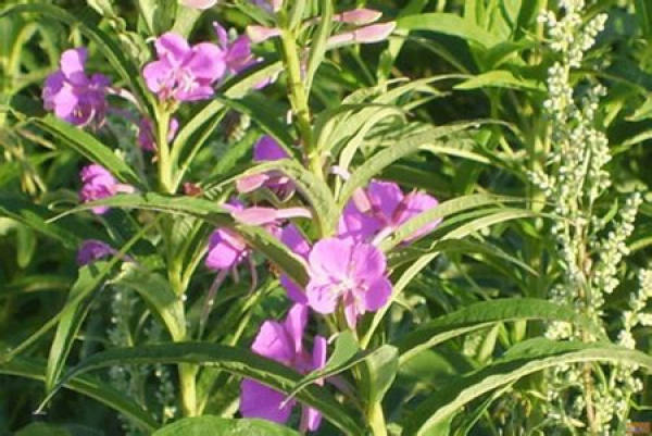 Epilobium plant