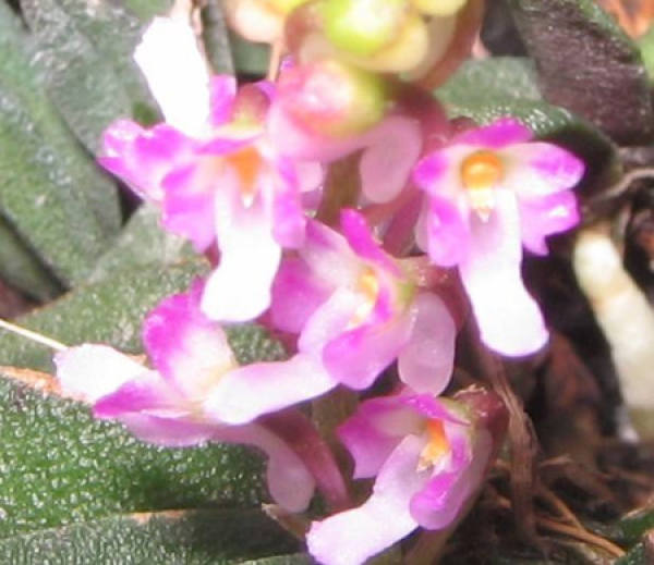 cleft lip orchid