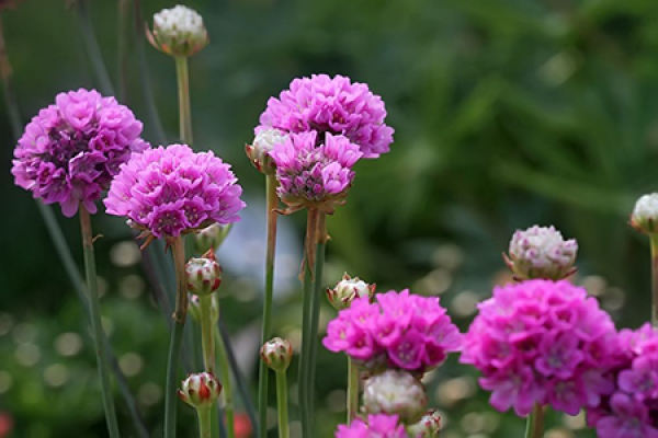 Beautiful Sea Pink