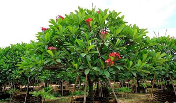 Red Plumeria Tree