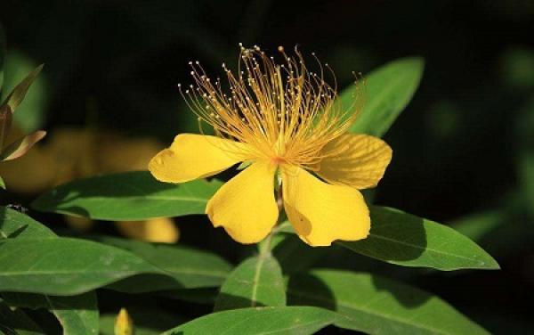 Hypericum