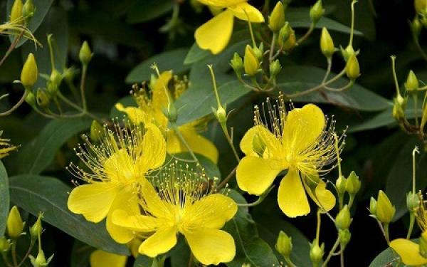 Hypericum plant