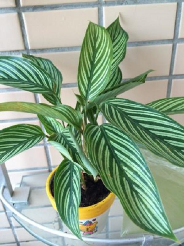 potted xiaozhutaro