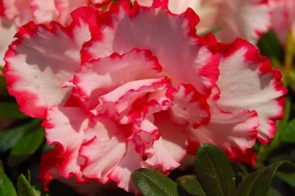 Beautiful Rhododendron