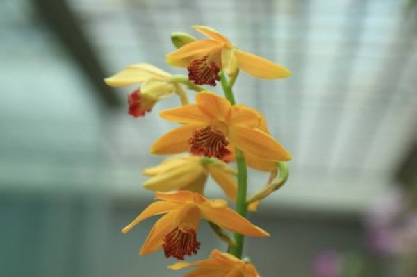 Potted Phaius flaviflora