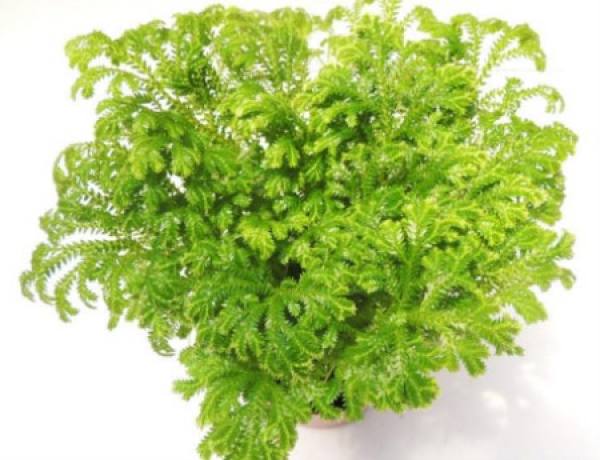 Verdant Coral Fern