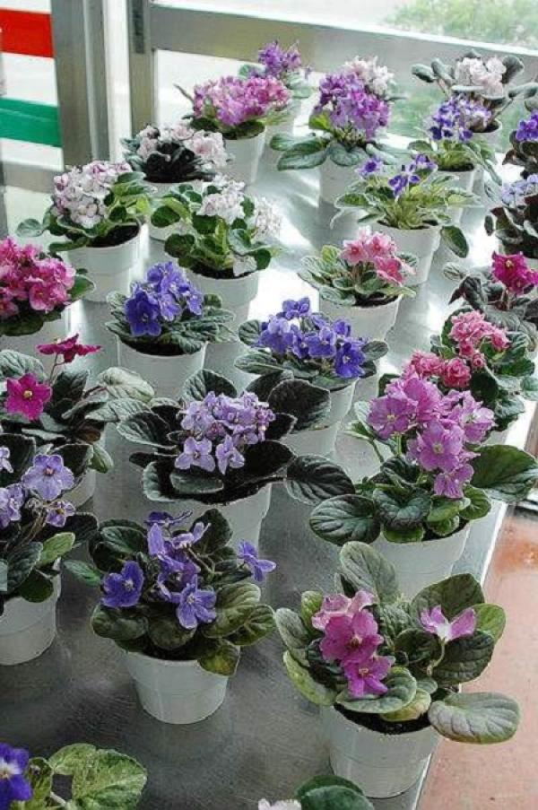 Lots of African violets.