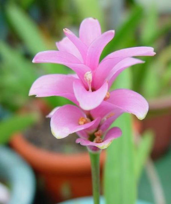 A pretty little flower