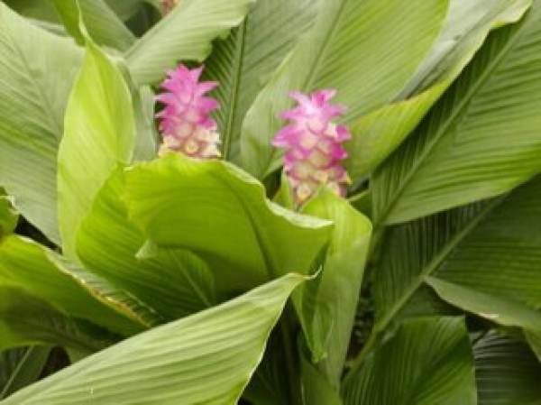 Ginger lotus plant