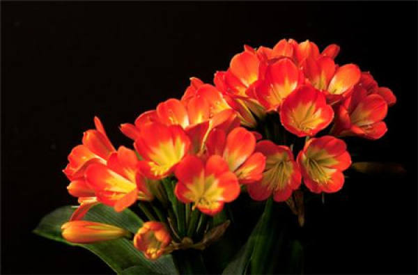 Clivia miniata