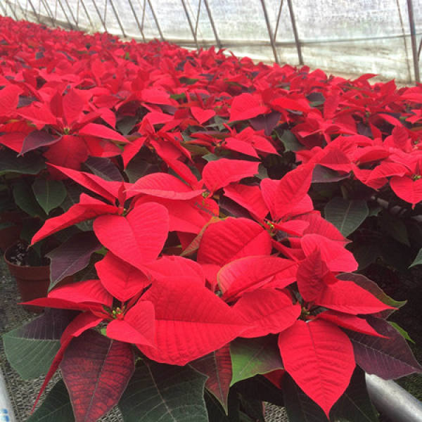 A lot of poinsettias.