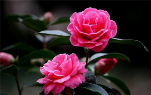 Camellia japonica Camellia japonica
