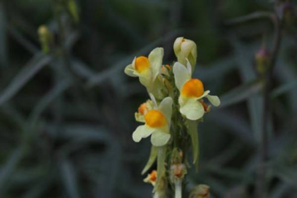 Linaria vulgaris plant
