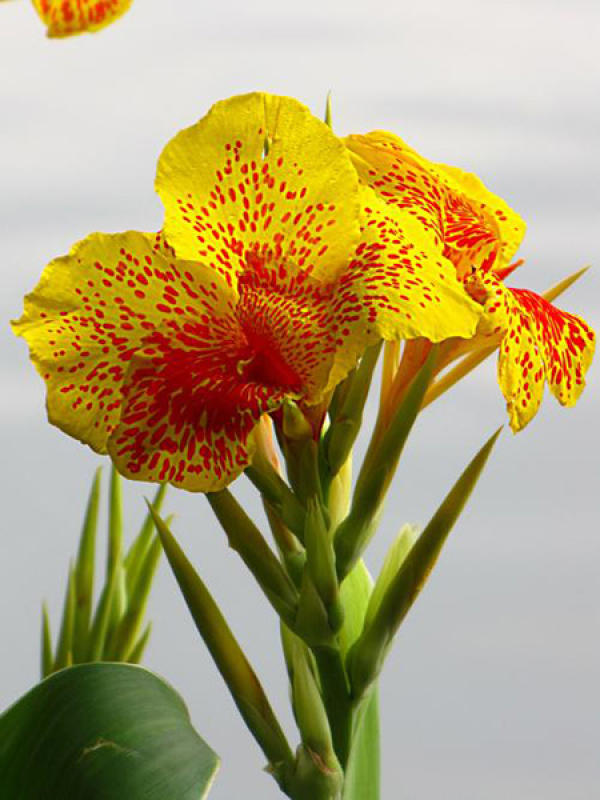 The flowers of the canna