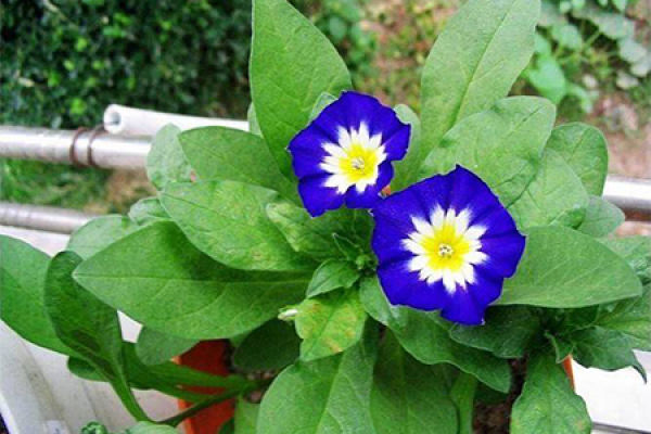 Trichromatic plant