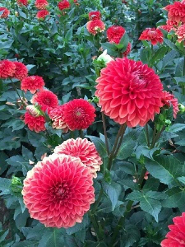 dahlia flower